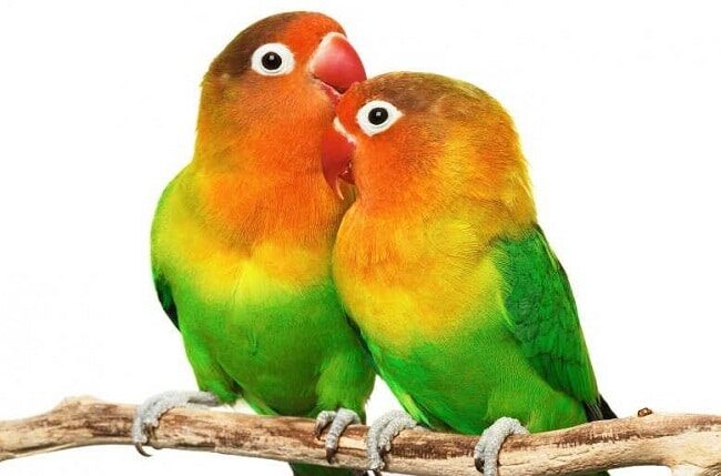 cara-membedakan-burung-lovebird-jantan-dan-betina-4649386