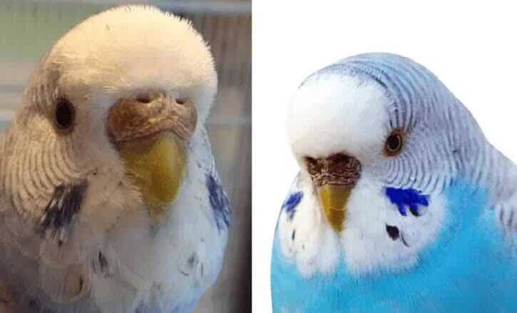 cara-membedakan-burung-parkit-jantan-dan-betina-paling-mudah-2740568