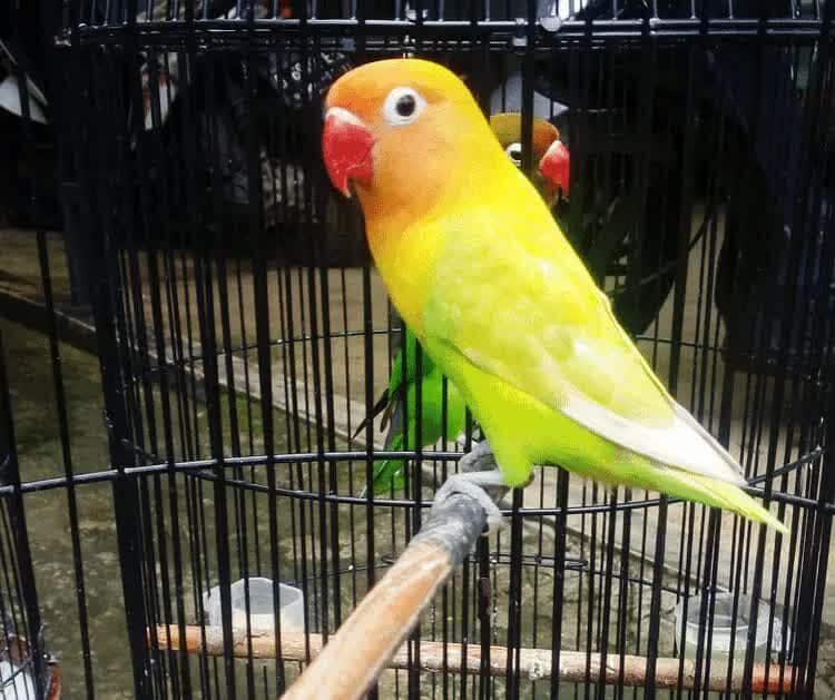 cara-membuat-lovebird-anteng-di-tangkringan-5994004