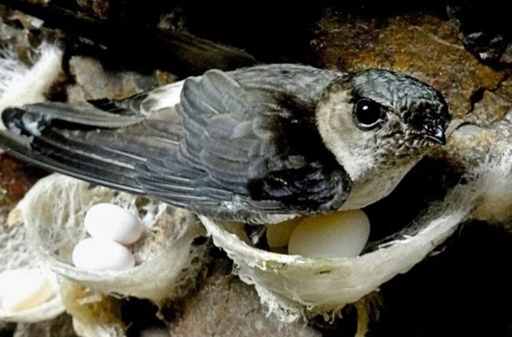 cara-memikat-burung-walet-agar-cepat-bersarang-di-tempat-khusus-9144986