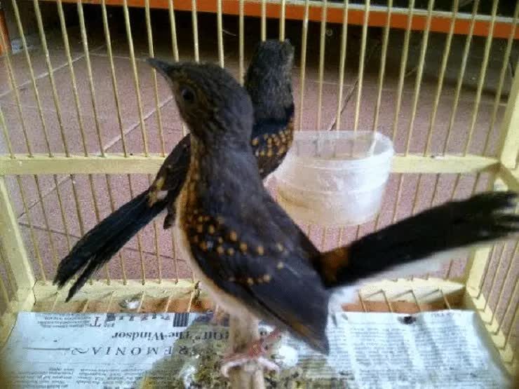 cara-memilih-bakalan-murai-batu-berkualitas-dan-jawara-4231377