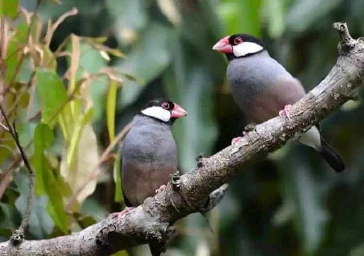 cara-menangkarkan-burung-gelatik-jawa-yang-hasil-anakannya-bagus-3320094