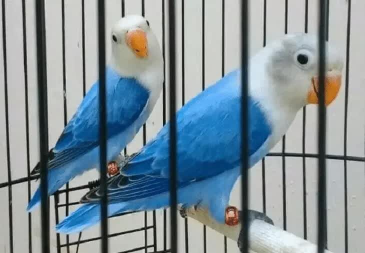 cara-mencetak-lovebird-biola-blue-1256681