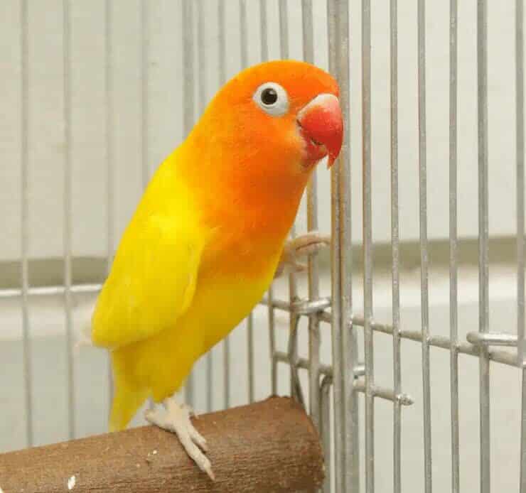 cara-mencetak-lovebird-biola-kuning-8242863