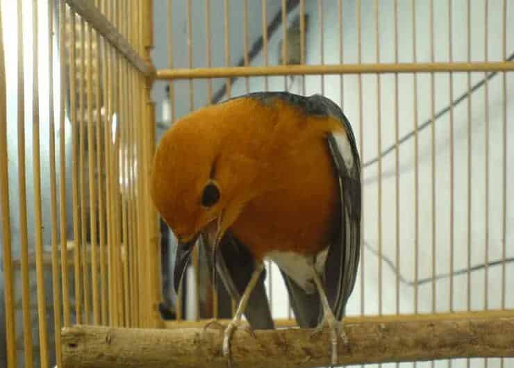 cara-mengatasi-burung-anis-merah-susah-teler-8446478