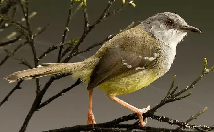 cara-mengatasi-ciblek-over-birahi-7576015