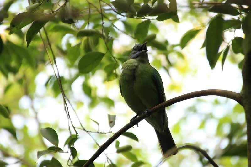 cara-mengatasi-cucak-hijau-nyulam-supaya-cepat-selesai-4944214