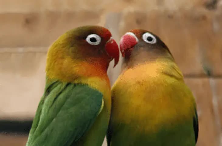 cara-mengatasi-lovebird-sering-tidur-saat-lomba-3160836