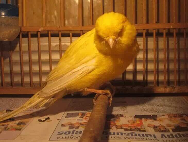 cara-mengobati-burung-kenari-mencret-7587616