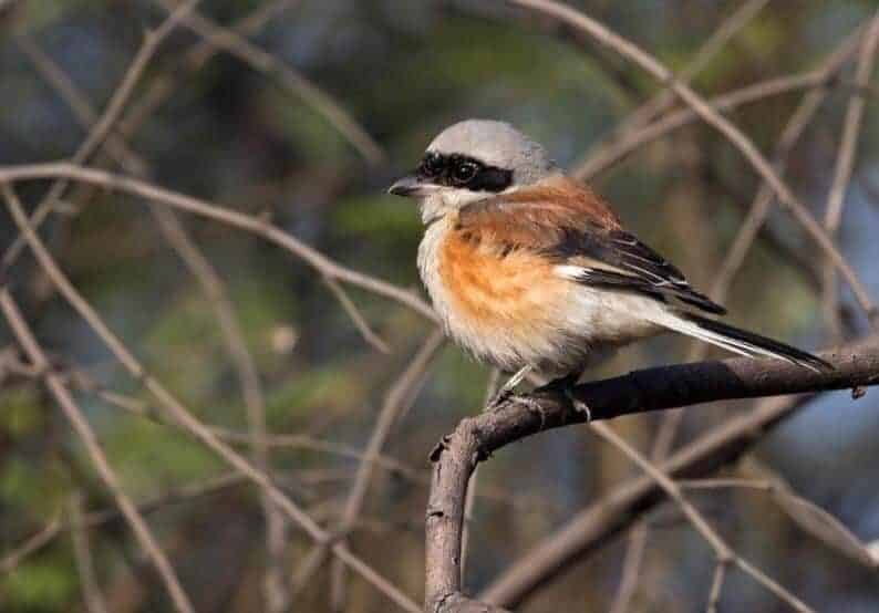 cara-menilai-karakter-cendet-melalui-bentuk-ekor-3063580