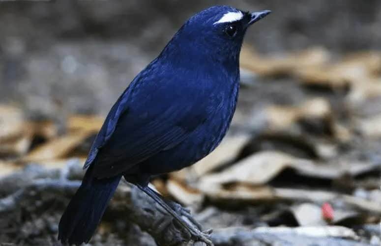 cara-merawat-anakan-burung-cingcoang-biru-1905706