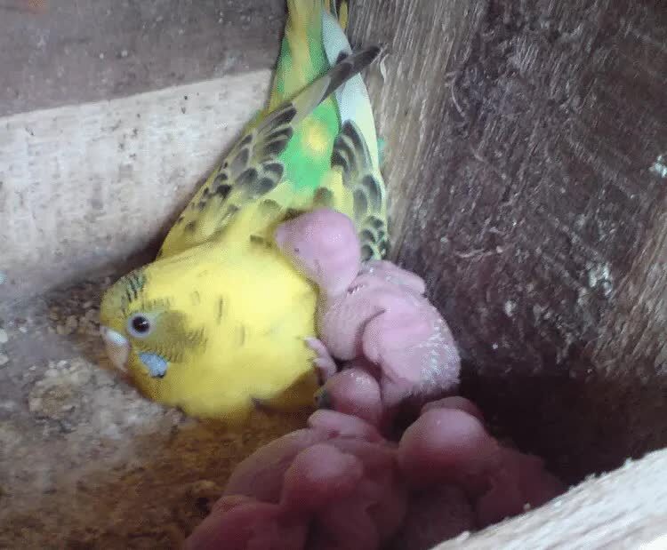 cara-merawat-anakan-burung-parkit-agar-bisa-cepat-jinak-4266653