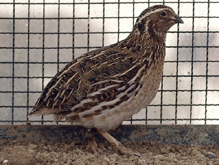 cara-merawat-burung-puyuh-lomba-8010093