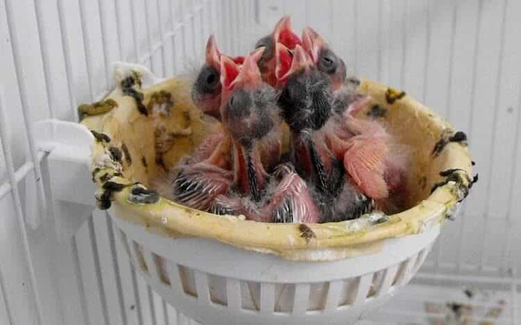 cara-merawat-kenari-baru-menetas-5162398