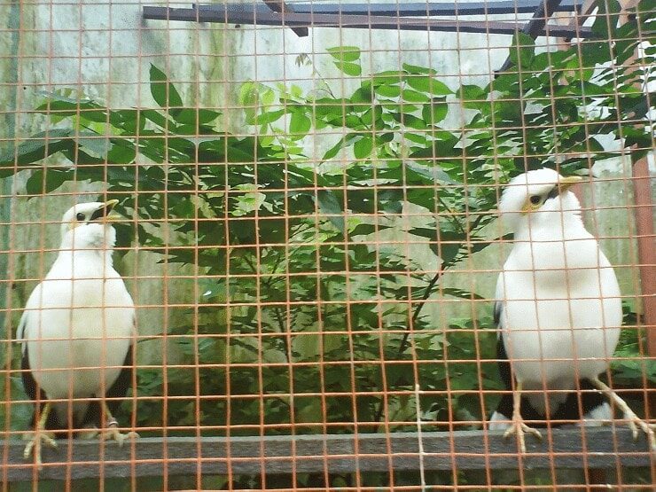 cara-mudah-menangkarkan-burung-jalak-putih-agar-sukses-7993820