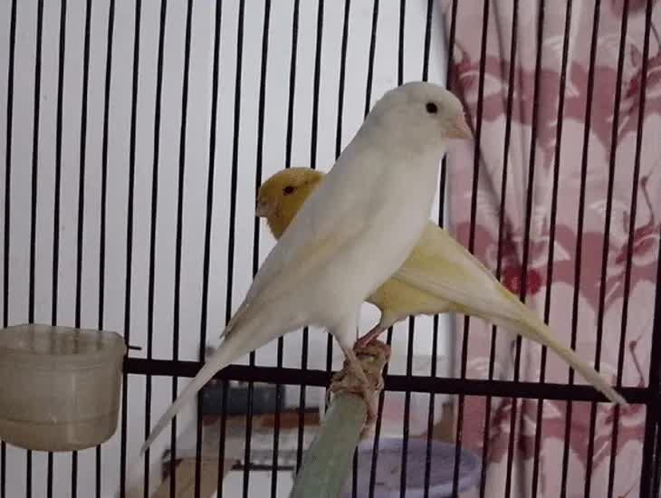 cara-penjodohan-kenari-saat-sore-hari-5536684