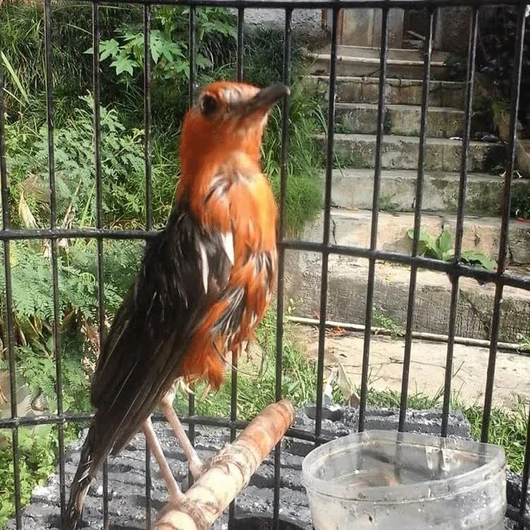 cara-perawatan-burung-anis-merah-mabung-paling-tepat-1137613