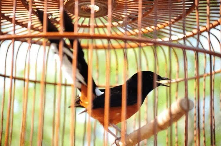 cara-perawatan-murai-batu-yang-gagal-mabung-agar-normal-kembali-1560533