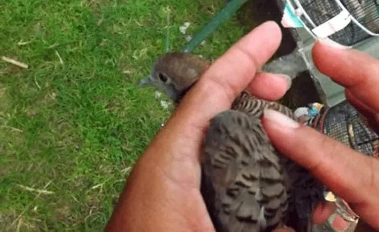 cara-pijat-burung-perkutut-yang-benar-4382979