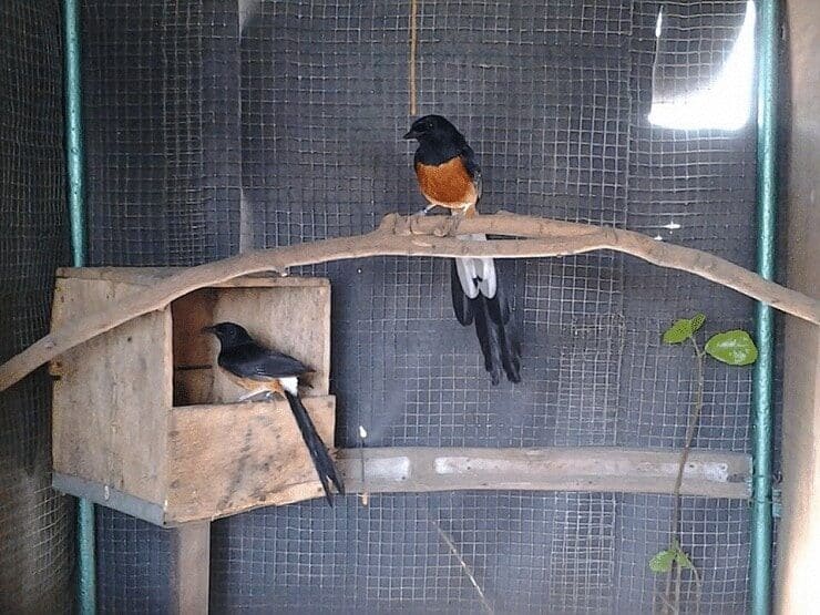 cara-ternak-burung-murai-batu-paling-mudah-untuk-pemula-8256096