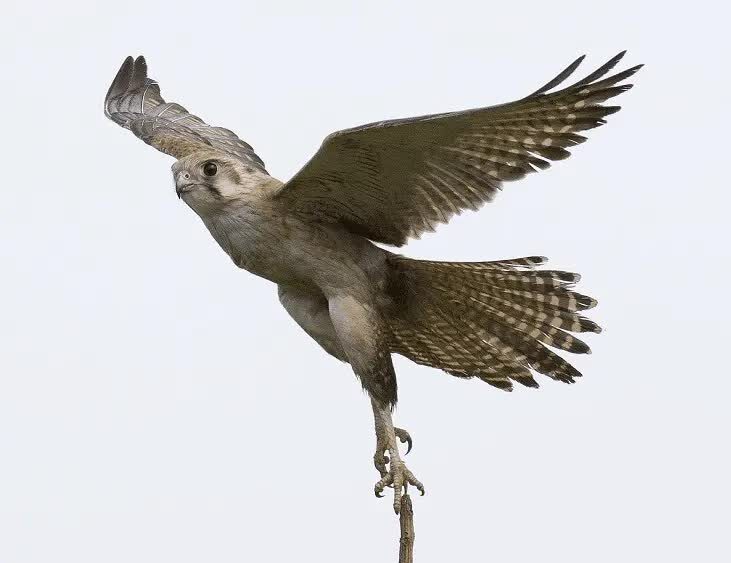 ciri-burung-alap-alap-8516806