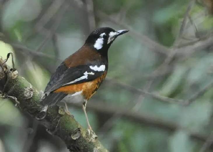 ciri-burung-anis-macan-8509295