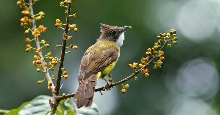 ciri-burung-cucak-jenggot-dan-perilaku-di-alam-liar-2783188