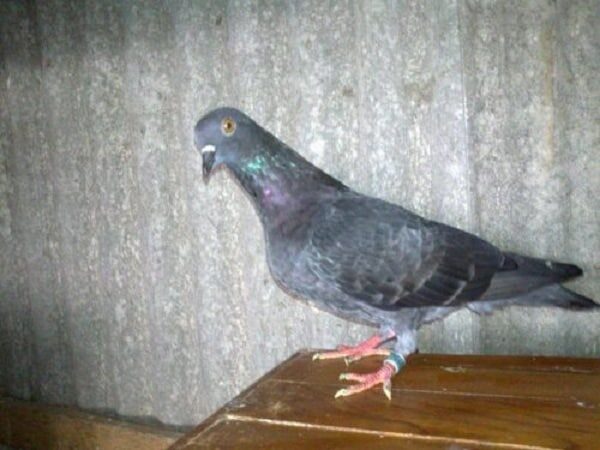 ciri-burung-merpati-tinggian-yang-baik-dan-berkualitas-5236151