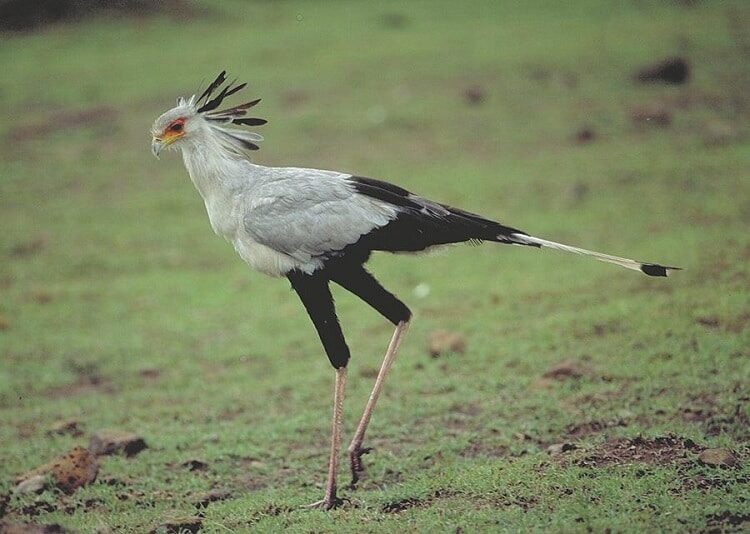 ciri-burung-sekretaris-sagitarius-serpentarius-dan-keunikannya-4517542