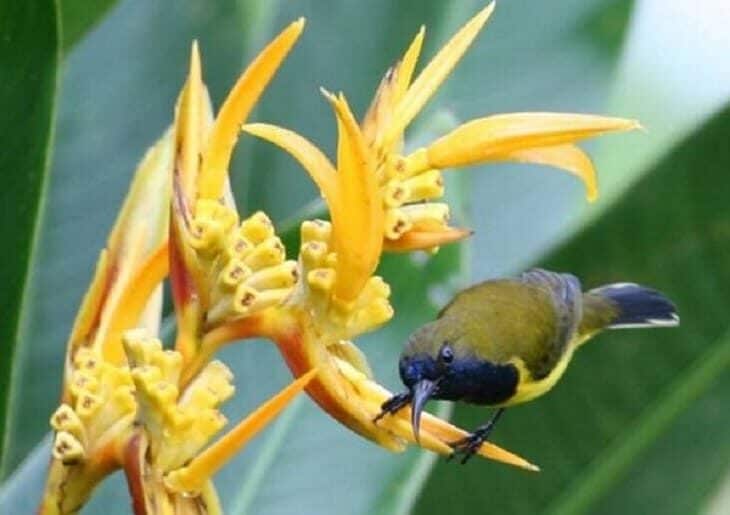 ciri-burung-sogok-ontong-jantan-dan-betina-9758319