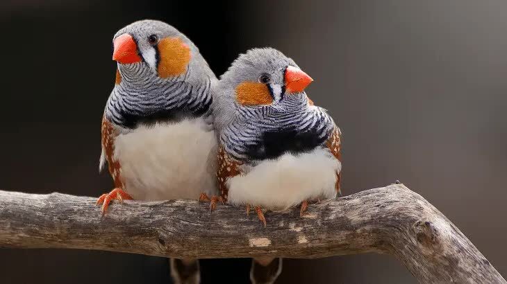 ciri-burung-zebra-finch-serta-perbedaan-jantan-dan-betina-7812804
