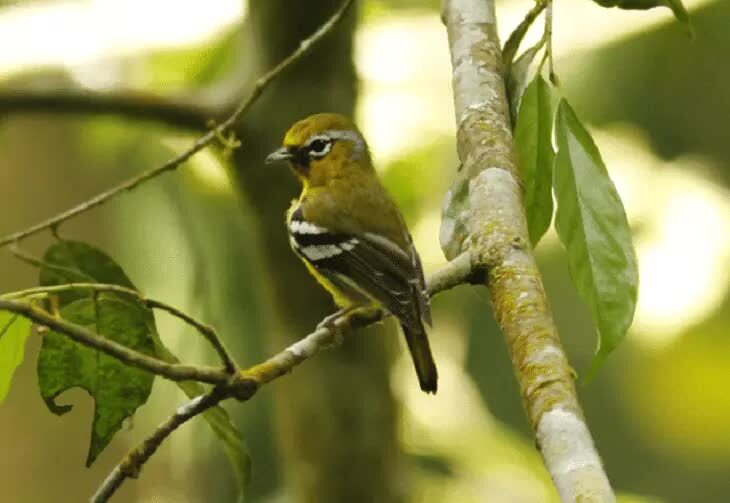 ciri-ciri-burung-ciu-kunyit-7771864