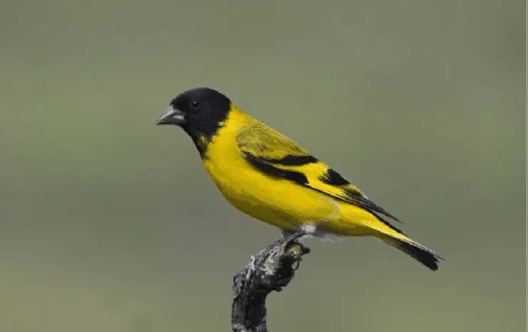 ciri-ciri-burung-eurasian-siskin-2966679