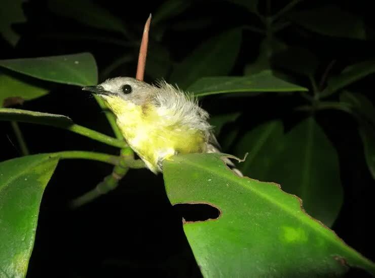 ciri-ciri-burung-remetuk-laut-2974165