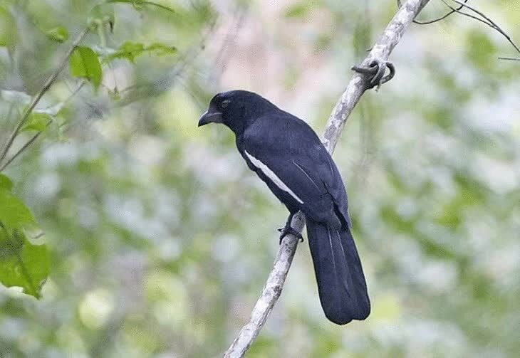 ciri-ciri-burung-tangkar-kambing-4145407