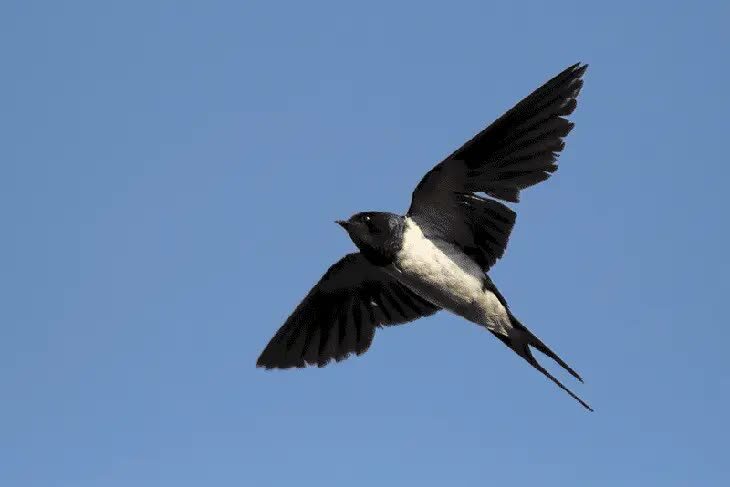 ciri-ciri-burung-walet-sapi-7118476