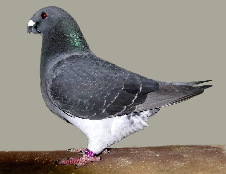 ciri-ciri-merpati-mau-bertelur-7698987