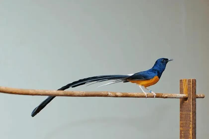 ciri-ciri-murai-batu-medan-dan-cara-perawatannya-4922472