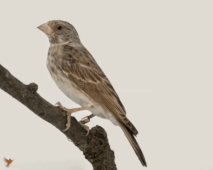 ciri-edel-sanger-jantan-3546352