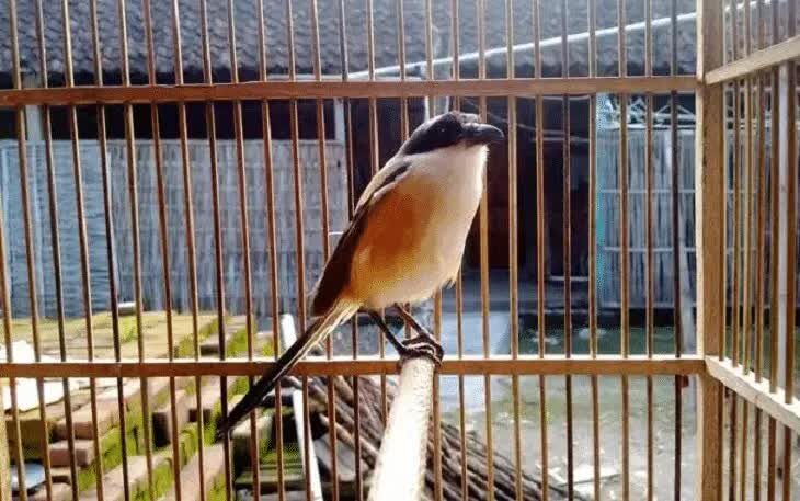 ciri-fisik-burung-cendet-siap-lomba-9998031