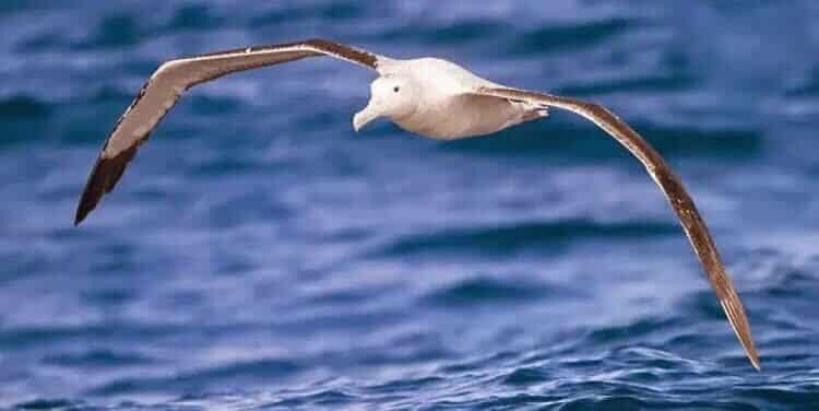 ciri-fisik-elang-albatros-8825283