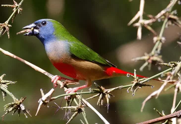 ciri-khas-burung-bondol-binglis-1508867