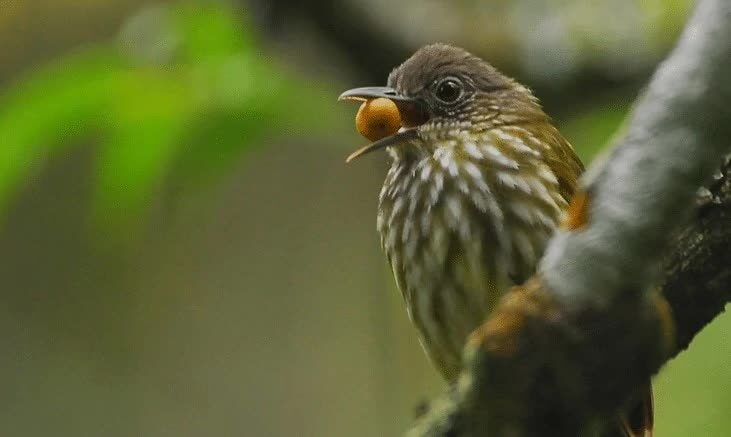 ciri-khas-burung-brinji-gunung-1938827