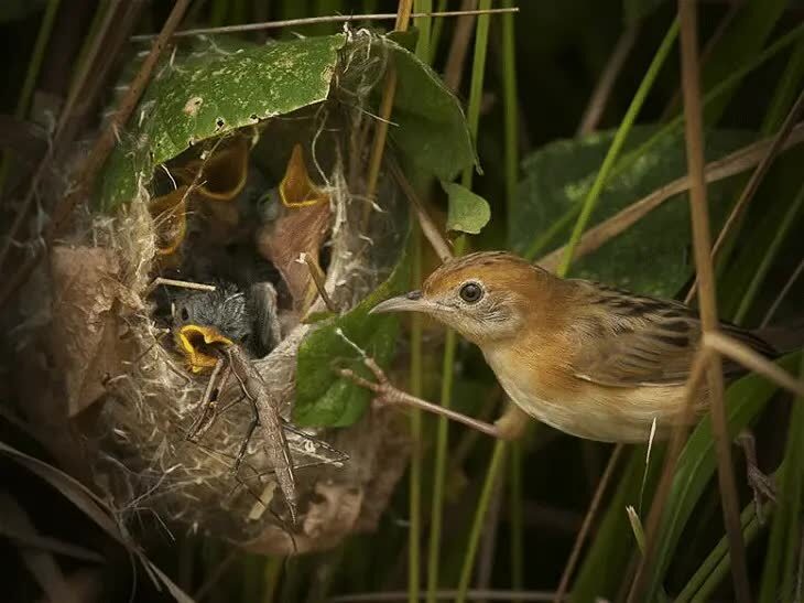 ciri-khas-burung-cici-merah-7590686