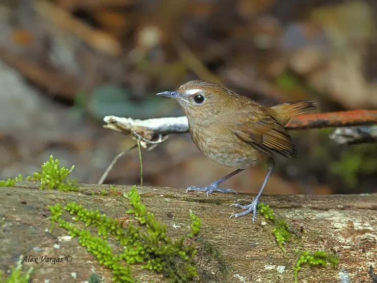 ciri-khas-burung-cingcoang-cokelat-7176835