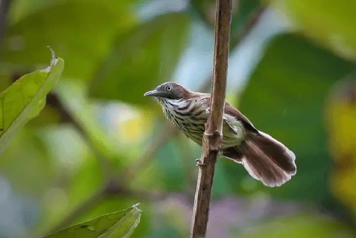 ciri-khas-burung-ciung-air-coreng-8084292