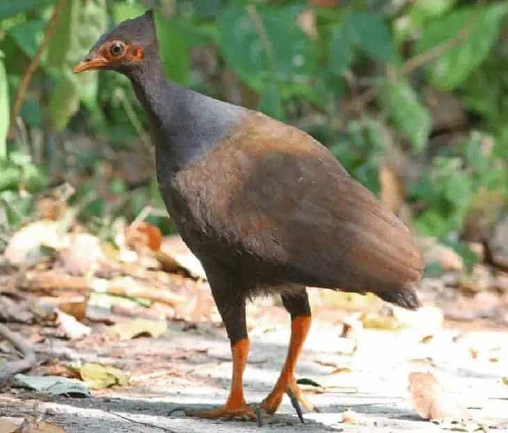 ciri-khas-burung-gosong-kaki-merah-6461431