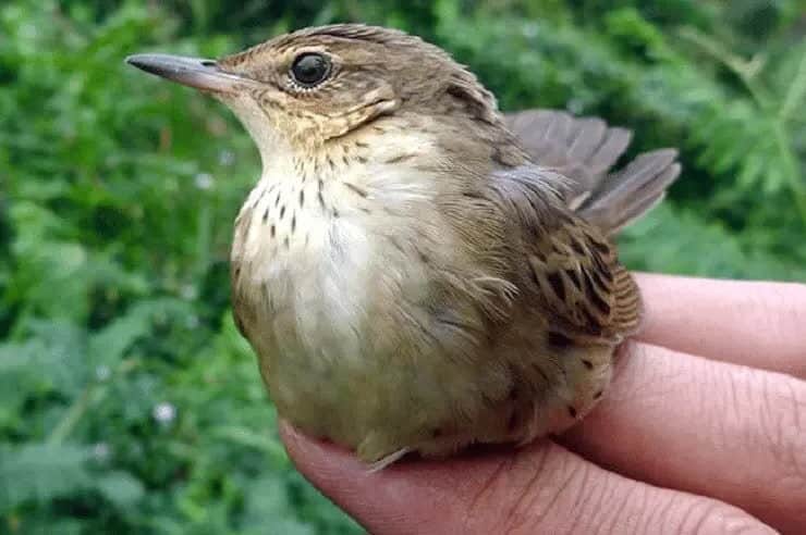 ciri-khas-burung-kecici-lurik-5498327