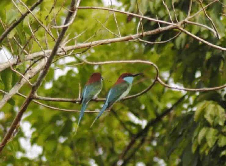 ciri-khas-burung-kirik-kirik-biru-5704875