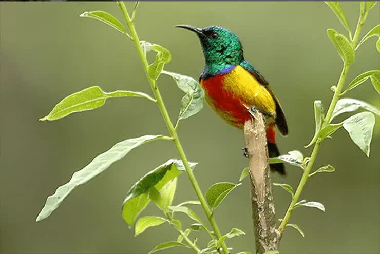 ciri-khas-burung-madu-matari-4418363